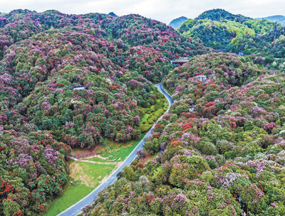 贵州有条原始杜鹃林带